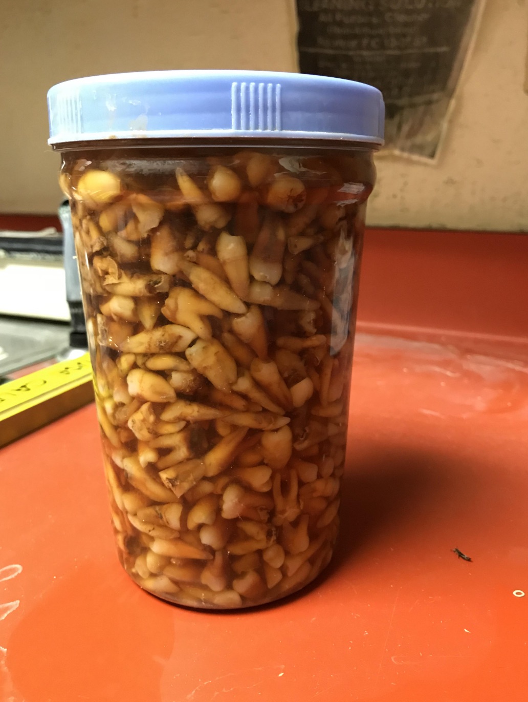 Jars of Human Teeth 